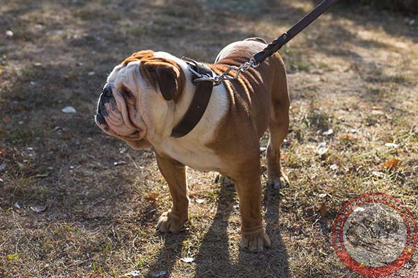English Bulldog black leather collar of high quality with traditional buckle for better comfort