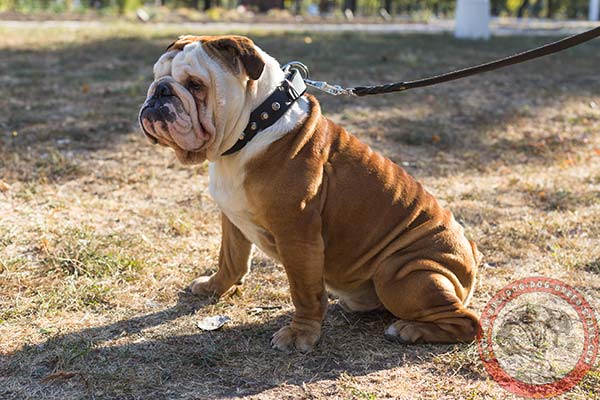 English Bulldog black leather collar with duly riveted fittings for walking