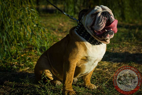 English Bulldog black leather collar with reliable hardware for basic training