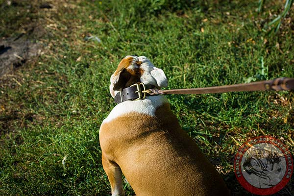 English Bulldog brown leather collar of genuine materials with traditional buckle for better comfort