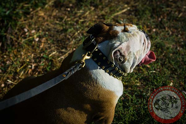 English Bulldog black leather collar with rust-free hardware for walking in style