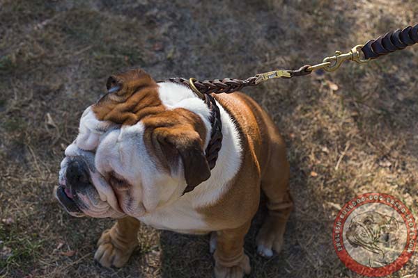 English Bulldog brown leather collar with corrosion resistant fittings for quality control