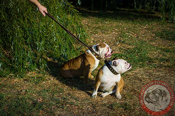 English Bulldog brown leather collar with non-corrosive fittings for walking