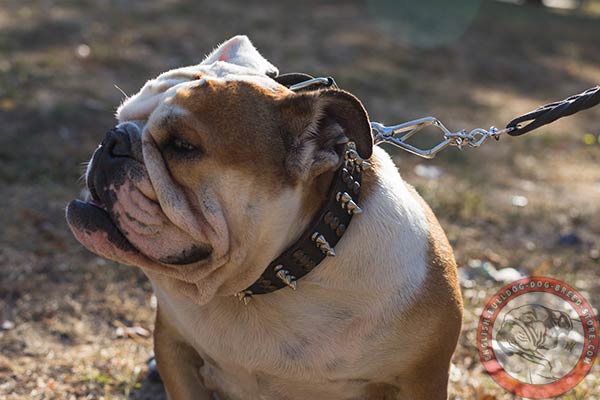 English Bulldog black leather collar with rust-proof fittings for basic training