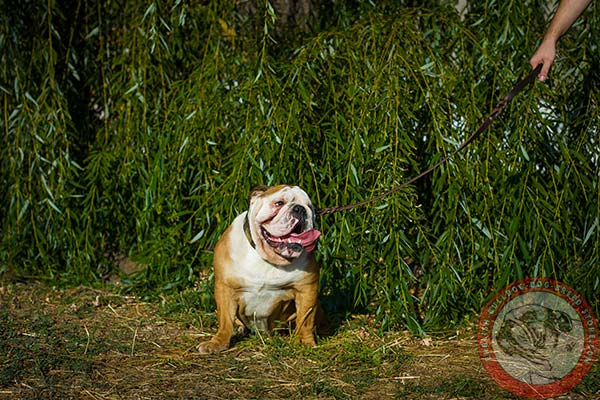 English Bulldog brown leather collar with reliable brass plated hardware for quality control