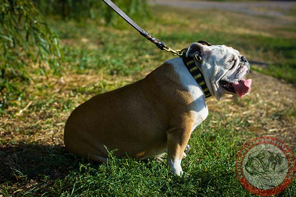 English Bulldog brown leather collar with non-corrosive plates for quality control