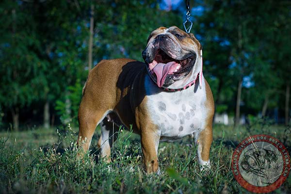 English Bulldog pink leather collar with corrosion resistant studs for professional use