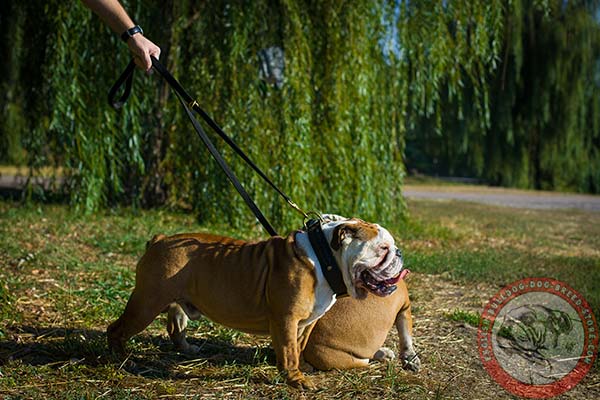 English Bulldog black leather collar of classic design with traditional buckle for basic training