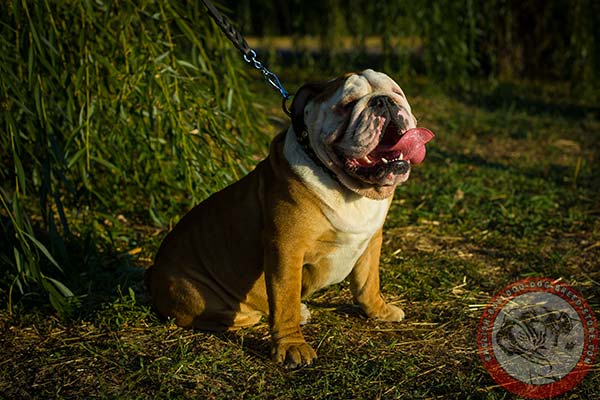 English Bulldog black leather collar of genuine materials with nickel plated hardware for any activity