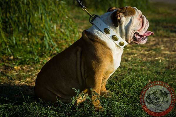 English Bulldog white leather collar of lightweight material with d-ring for leash attachment for agitation training