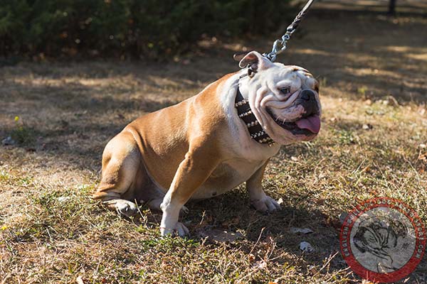 English Bulldog brown leather collar of lightweight material with nickel plated hardware for quality control