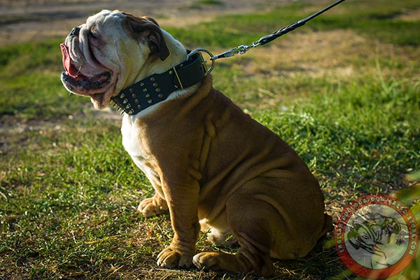 English Bulldog black leather collar with reliable hardware for perfect control
