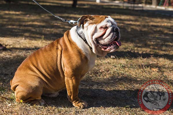 English Bulldog black leather collar with non-corrosive fittings for professional use