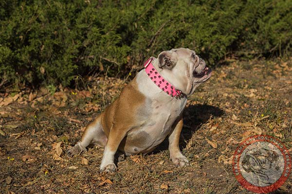 English Bulldog pink leather collar with rust-proof spikes for better comfort