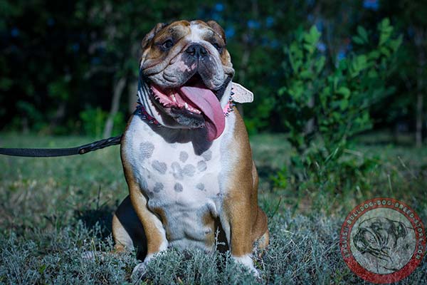 English Bulldog pink leather collar with rust-proof spikes for basic training