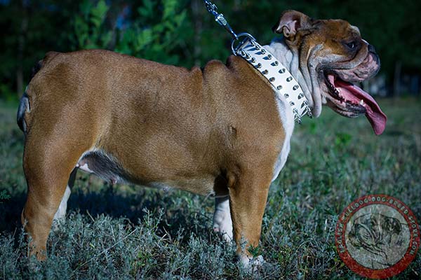 English Bulldog white leather collar with reliable hardware for any activity