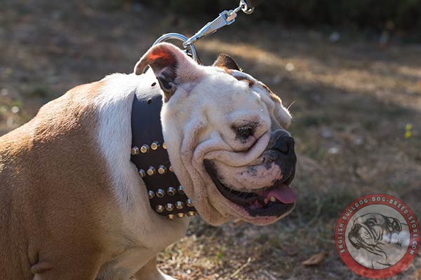 English Bulldog brown leather collar with corrosion resistant hardware for quality control