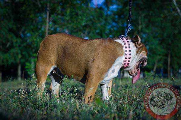 English Bulldog pink leather collar with non-corrosive hardware for basic training