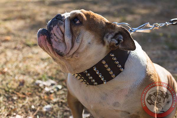 English Bulldog brown leather collar with reliable fittings for pulling activity