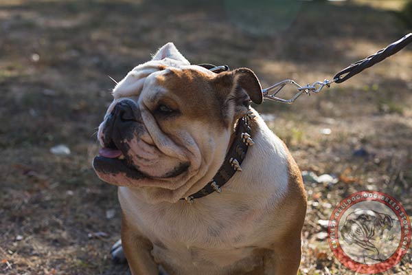 English Bulldog black leather collar of lightweight material with nickel plated hardware for better comfort