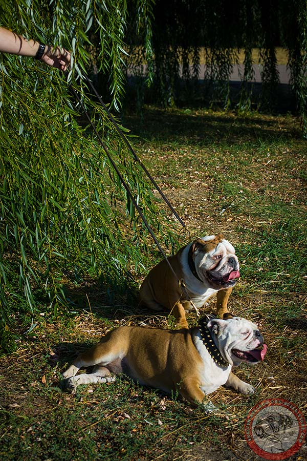 English Bulldog black leather collar with rust-resistant brass plated fittings for walking