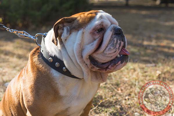 English Bulldog black leather collar with reliable fittings for walking