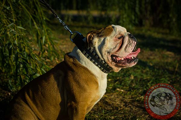 English Bulldog black leather collar with reliable nickel plated hardware for daily activity