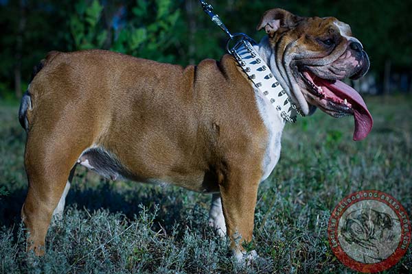 English Bulldog white leather collar with strong nickel plated fittings for walking