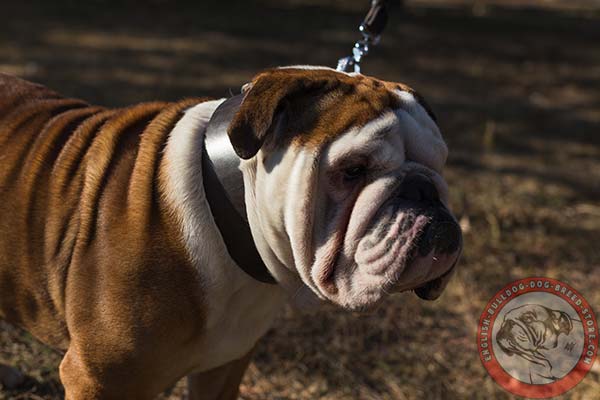 English Bulldog black leather collar with corrosion resistant fittings for daily activity