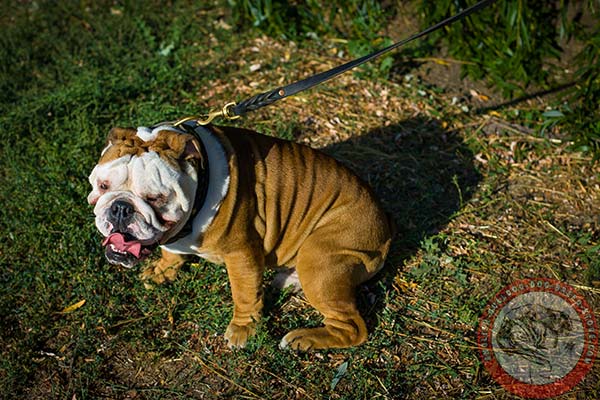 English Bulldog black leather collar of genuine materials with d-ring for leash attachment for perfect control