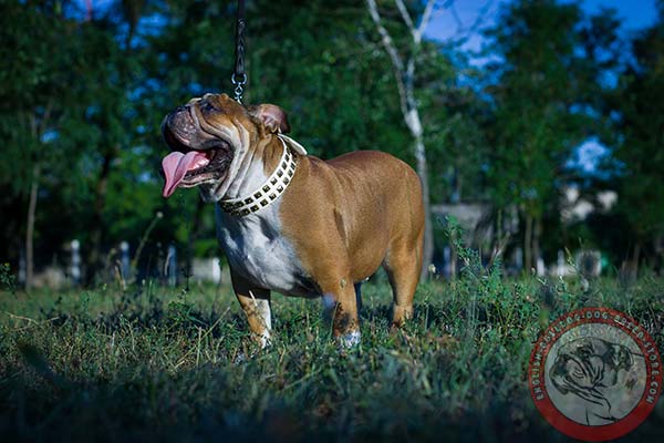 English Bulldog white leather collar with corrosion resistant hardware for agitation training
