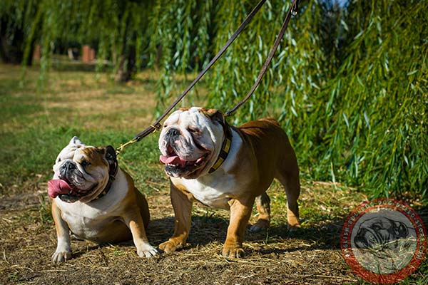 English Bulldog brown leather collar with rust-free hardware for improved control