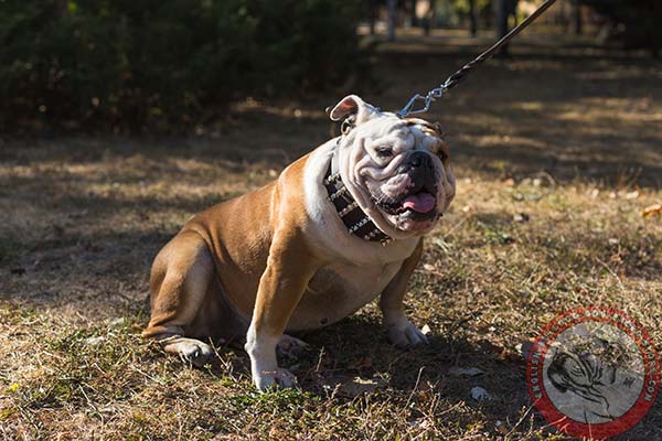 English Bulldog brown leather collar with corrosion resistant hardware for daily activity