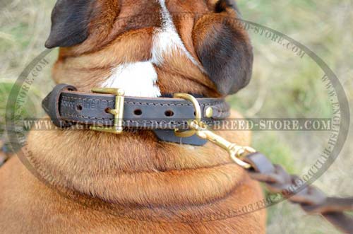 English Bulldog leather collar