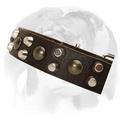 English Bulldog collar with studs and pyramids