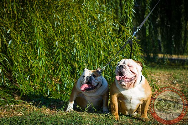 English Bulldog nylon collar with rust-resistant hardware for daily activity