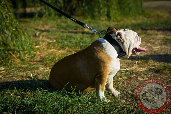 English Bulldog nylon collar of high quality with quick release buckle for walking