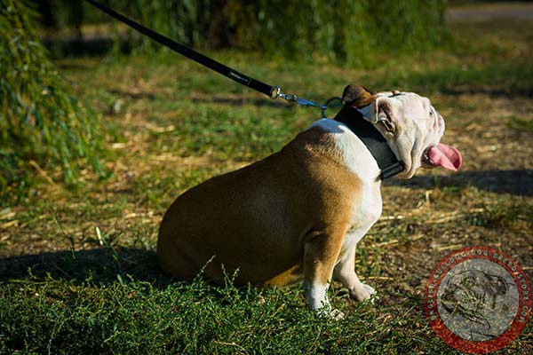 English Bulldog nylon collar with durable quick release buckle for walking