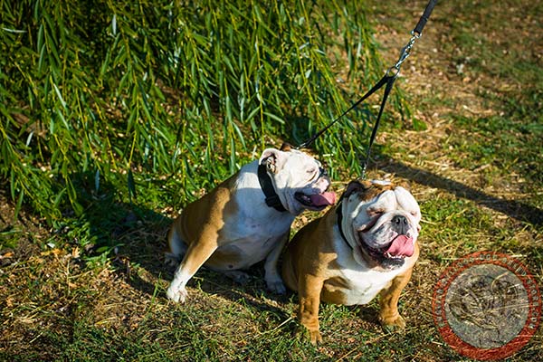 English Bulldog nylon collar with rust-resistant fittings for daily activity