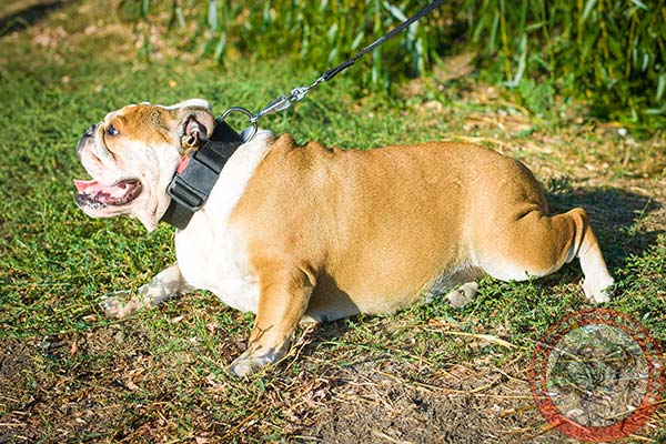 English Bulldog nylon collar of lightweight material with quick release buckle for professional use