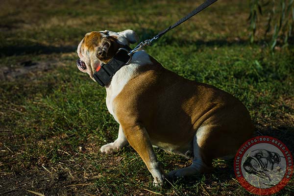 English Bulldog nylon collar with rust-resistant fittings for any activity