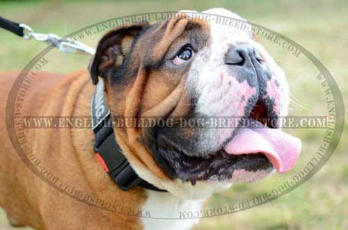 English Bulldog durable nylon collar