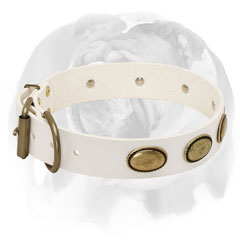 Pure leather English Bulldog riveted collar for walking and training