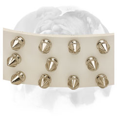 Leather dog collar painted in white for English Bulldog breed