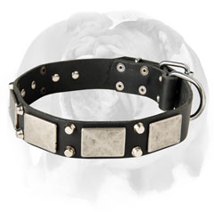 Fantastic English Bulldog Dog Collar