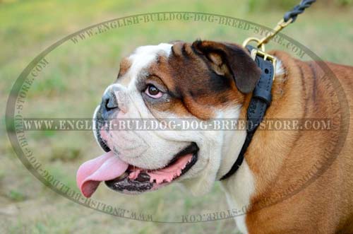English Bulldog 2 ply leather collar