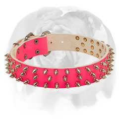 English Bulldog leather dog collar with buckle