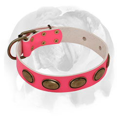 Pure leather dog collar for English Bulldog breed