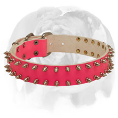 Fancy design leather dog collar for English Bulldog breed
