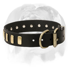 Leather English Bulldog breed collar for walking and training